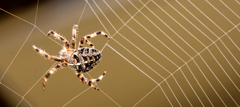 Why Do Spiders Build Webs Sawan Books