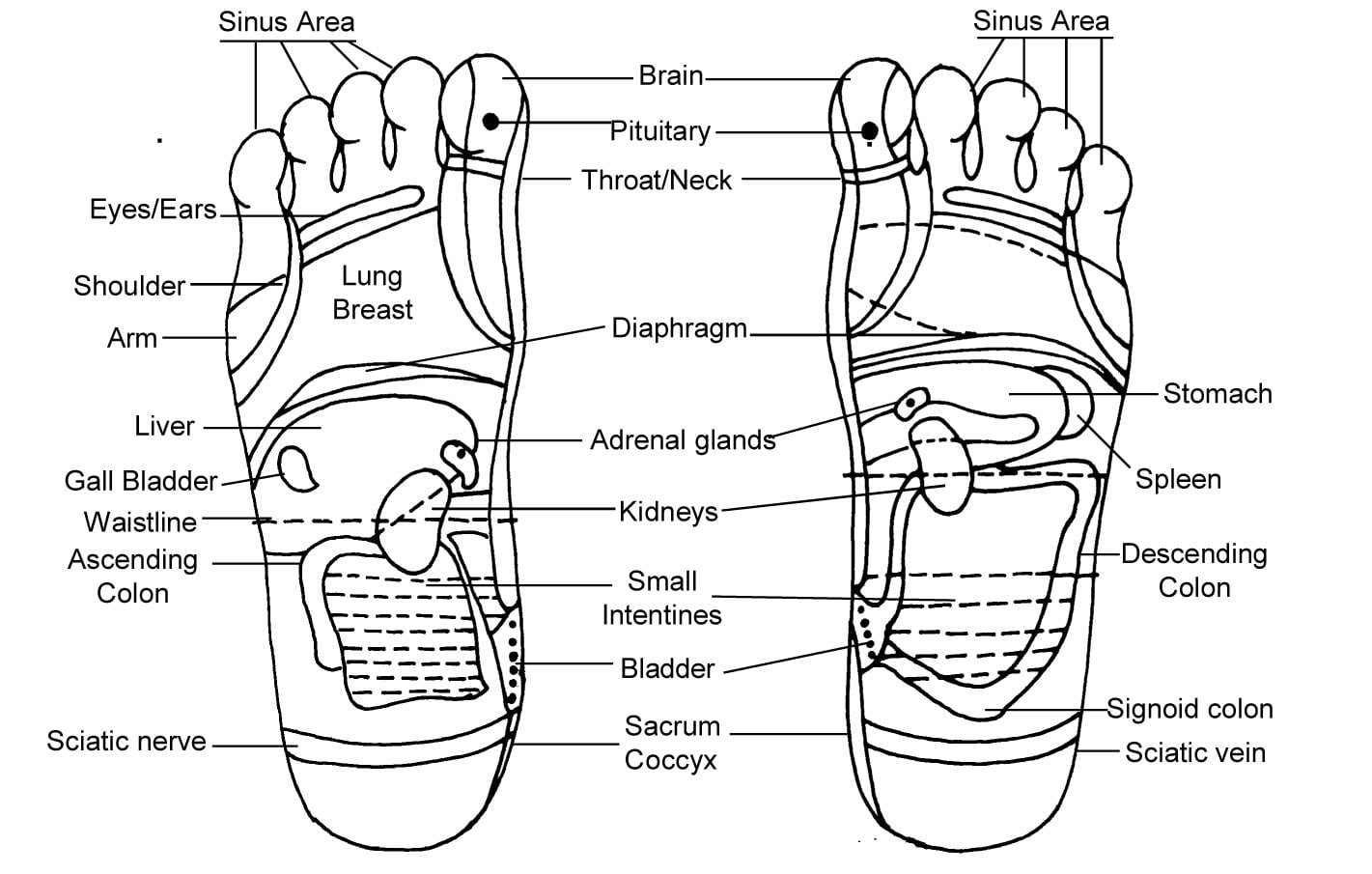 Basic Techniques Of Reflexology Sawan Books