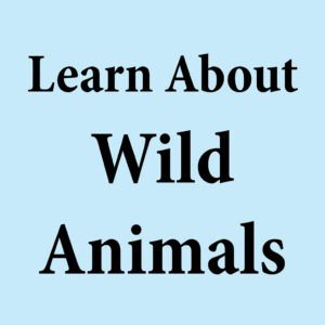 learn About Wild animal