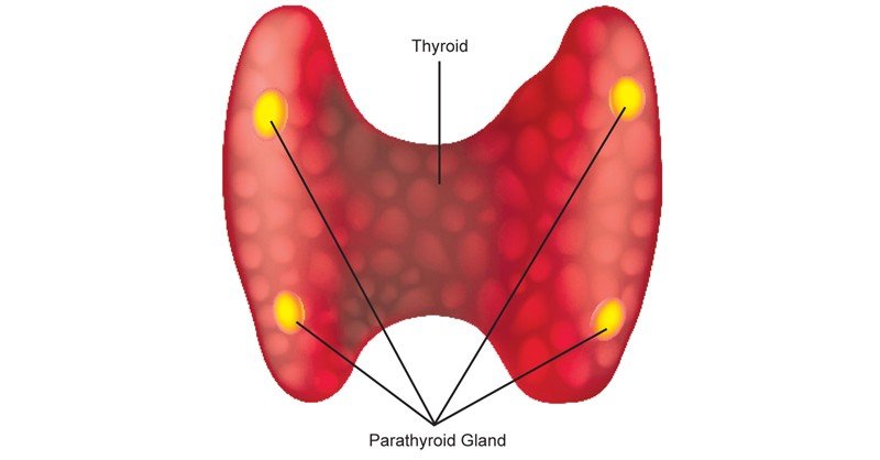 Parathyroid-Gland