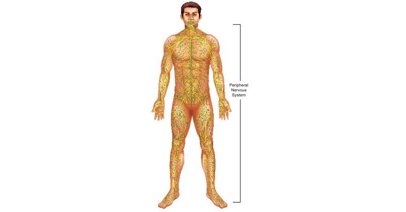 Peripheral-Nervous-System-(PNS)
