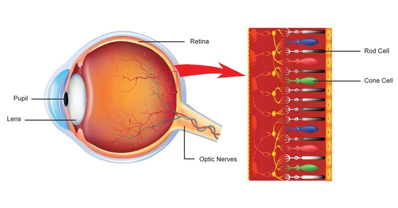 Pupil,-Retina,-Lens-and-Optic-Nerves
