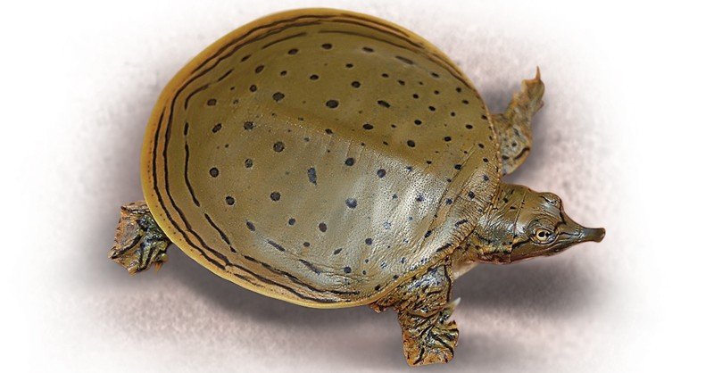 Spiny-Shotshell-Turtle