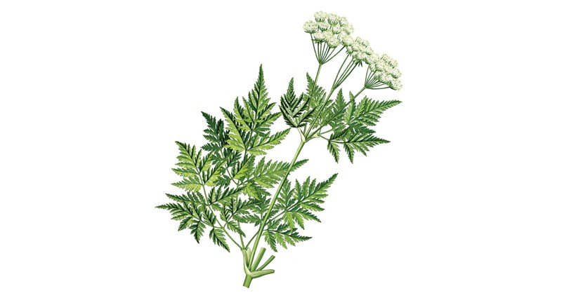 Sweet-Cicely