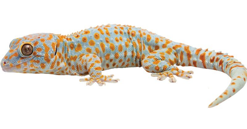 Tokay-Gecko