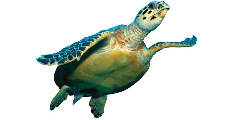 Turtle-(Atlantic-Ridley)