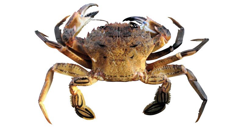 Velvet-Crab