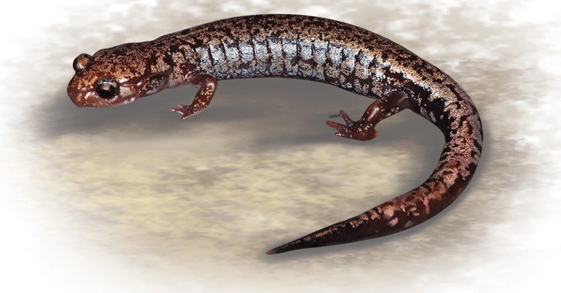 Weller's-Salamander