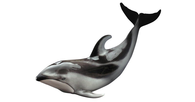 White-Beaked-Dolphin