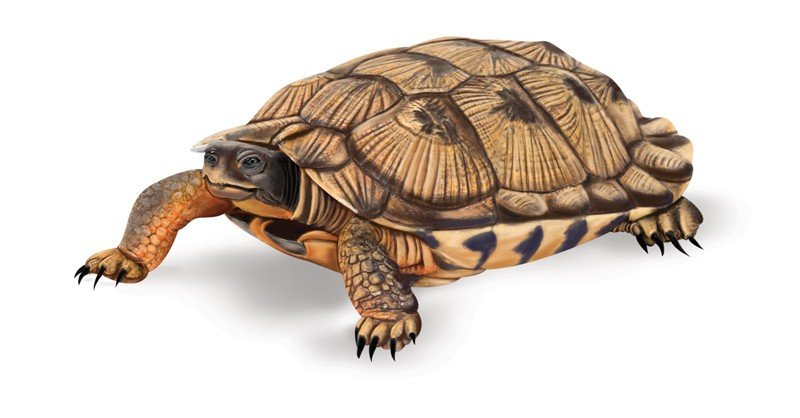 Wood-Turtle