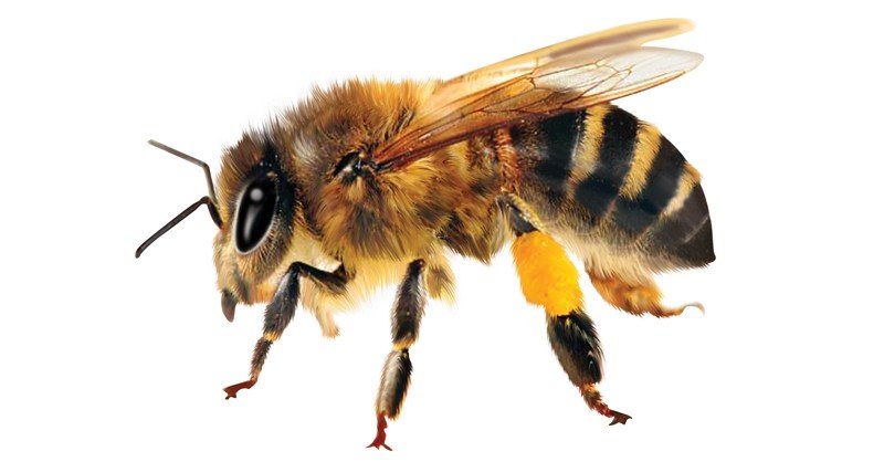 domesticated swarm queen domesticated swarm queen