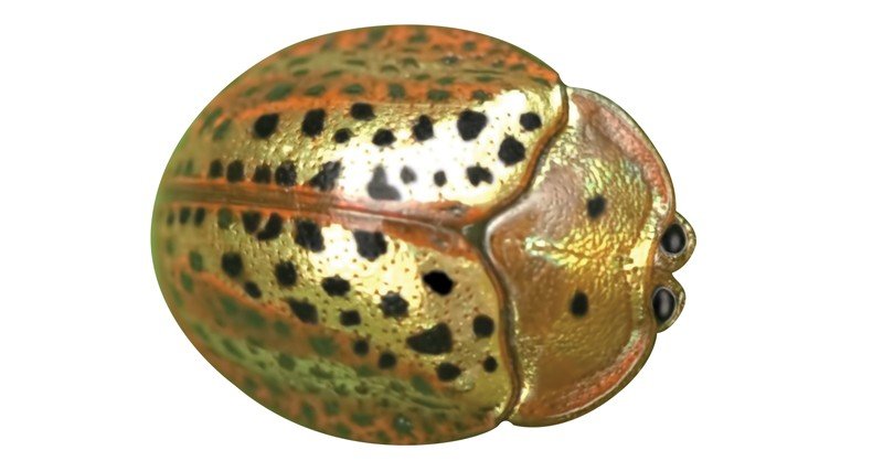 Tortoise-Beetle
