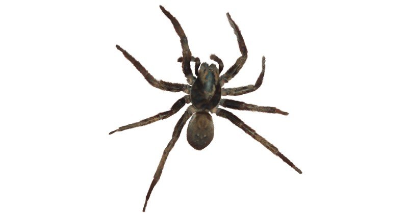 Vagrant-Spider