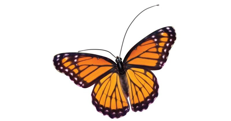 Viceroy-Butterfly