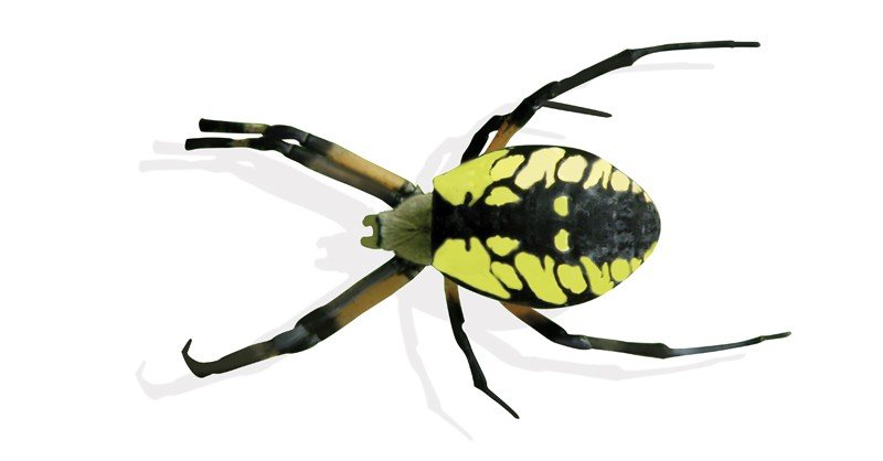 Yellow-Garden-Spider