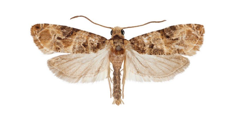 Zimmerman-Pine-Moth