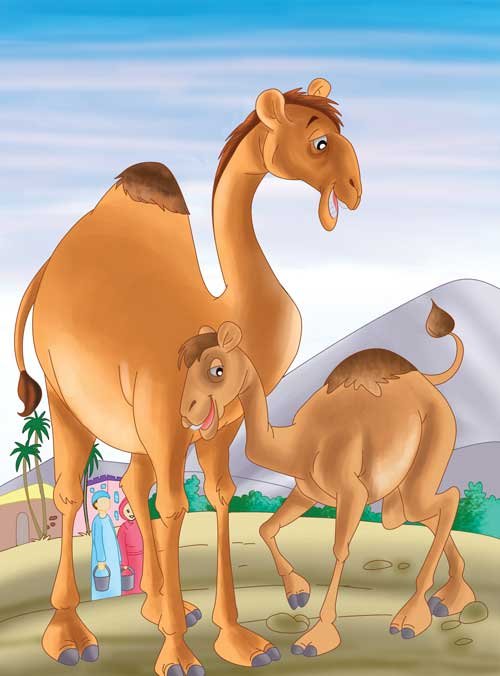 The Magnanimous Camel