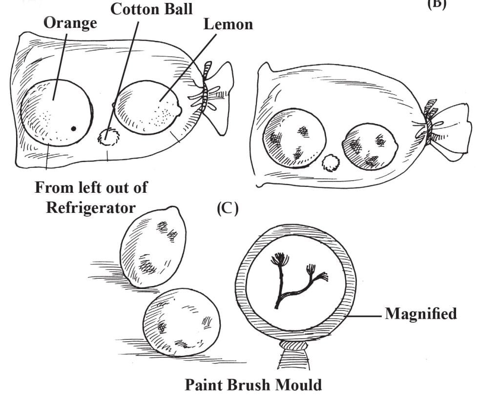 Fuzz Balls (Biology Experiments) Sawan Books