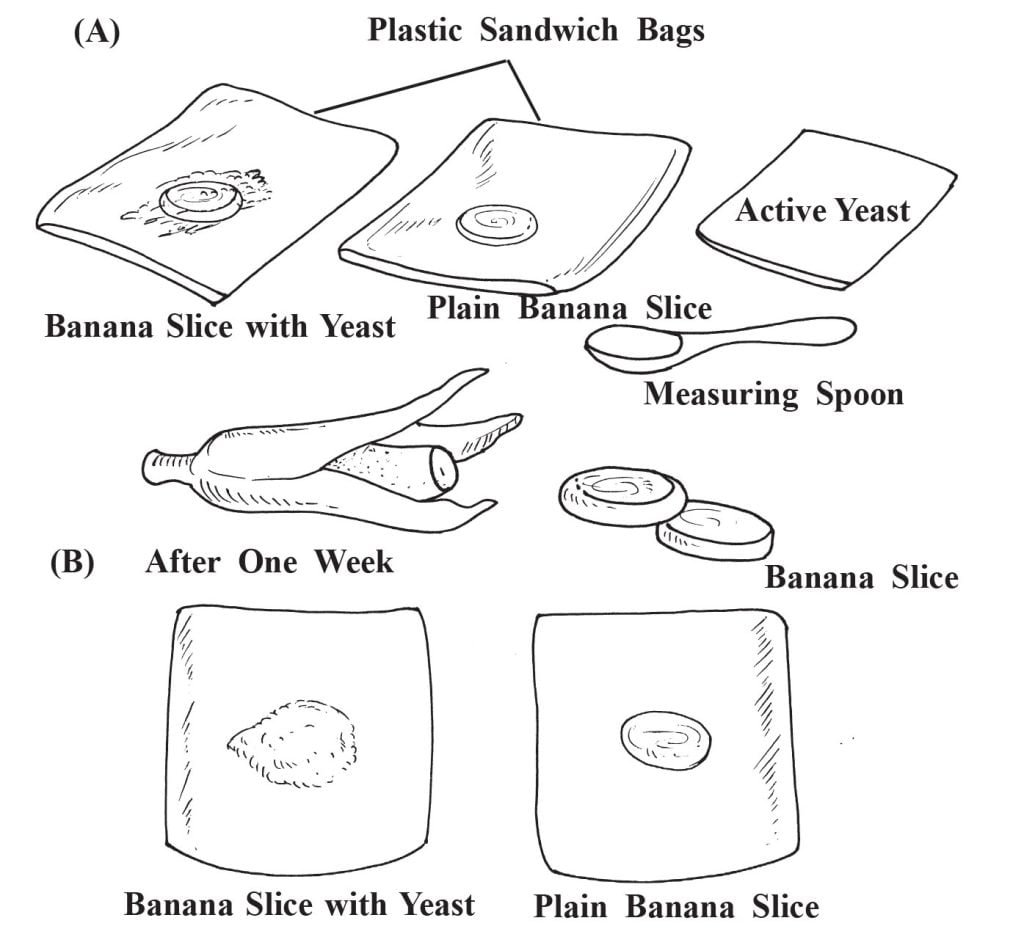 (Biology Experiments) Sawan Books