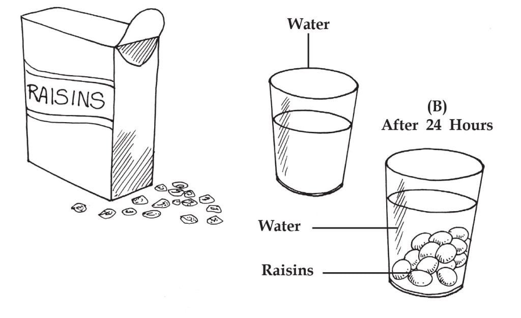 experiment on osmosis by raisins