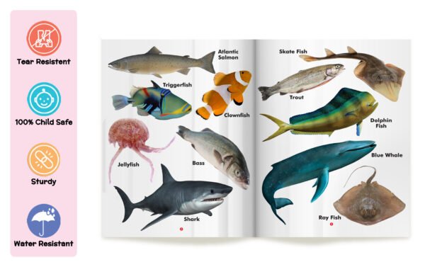 My First Book of Fish | My First Book (Can be Wiped Clean) - Image 3