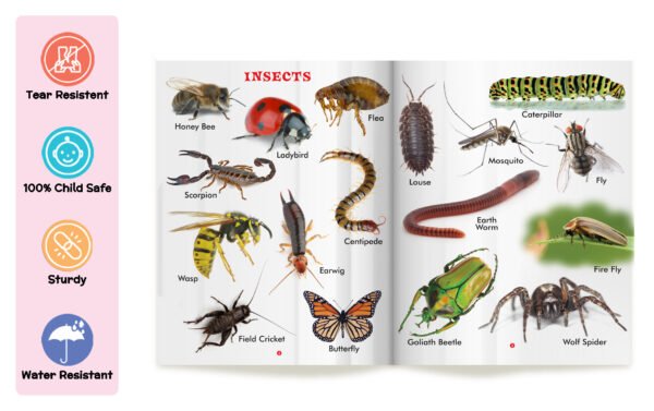 My First Book of Amphibians and Reptiles | My First Book (Can be Wiped Clean) - Image 3