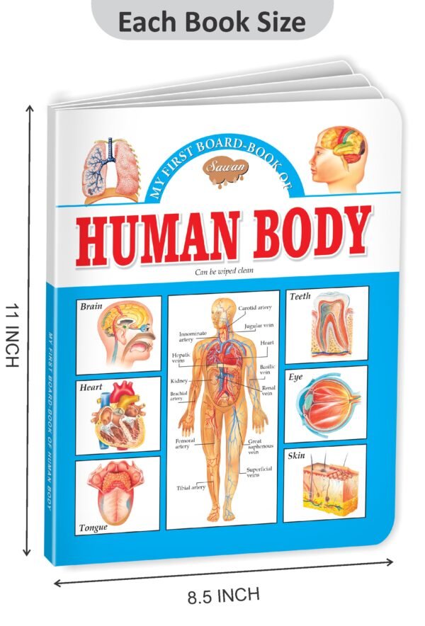 Human Body | My First Board-Book | Early Learning Picture Book - Image 2