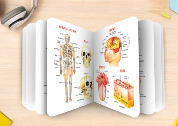 Human Body | My First Board-Book | Early Learning Picture Book - Image 6