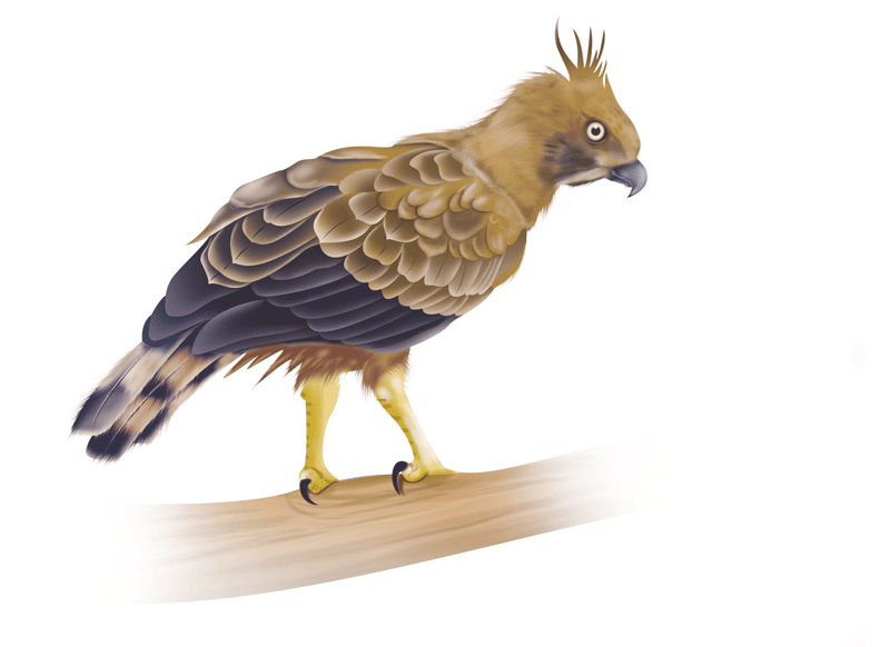 Madagascar Serpent Eagle - Sawan Books