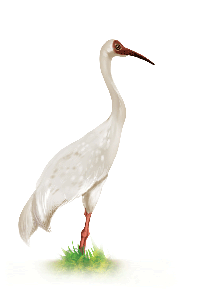 Siberian Crane - Sawan Books