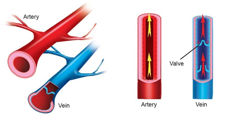 What Is The Difference Between An Artery And A Vein?