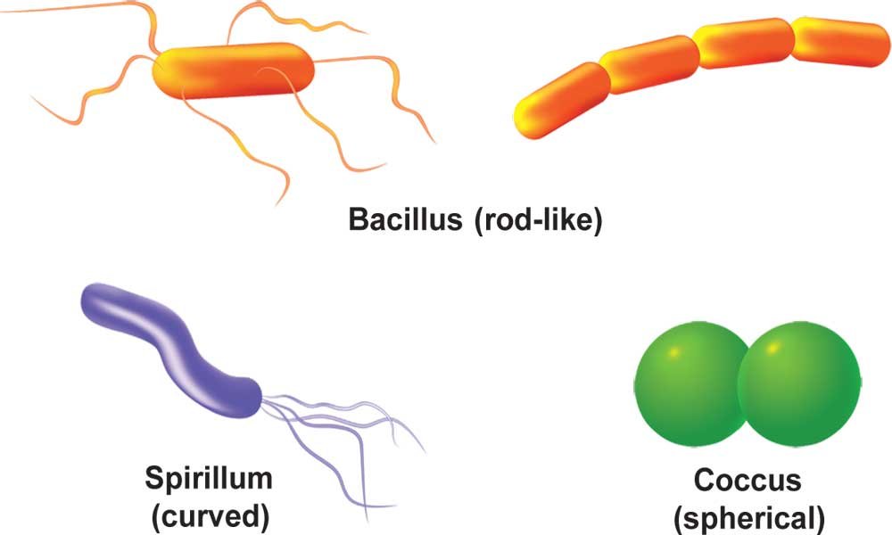 What are Bacteria? - Sawan Books