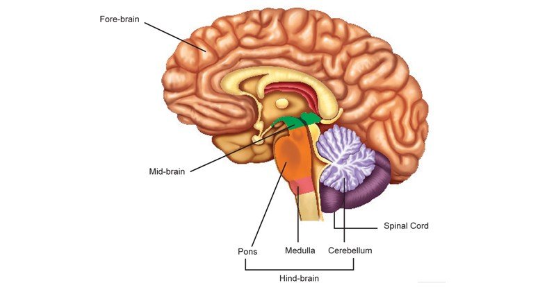 Brain - Sawan Books