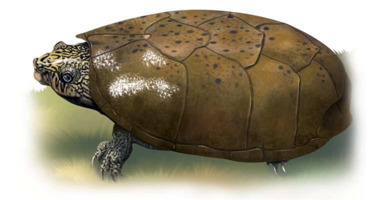 Flattened Musk Turtle - Sawan Books