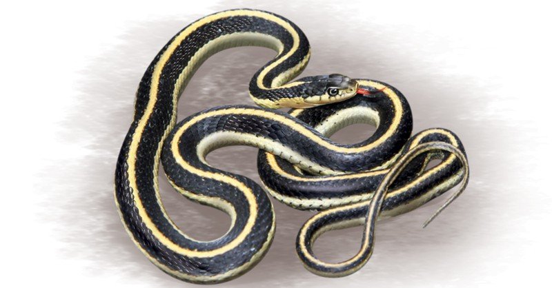 Giant Garter Snake - Sawan Books