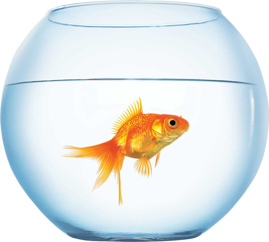 What is the Origin of a Goldfish? - Sawan Books