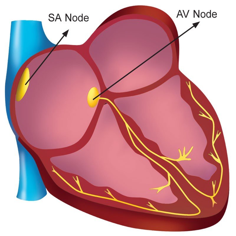 What Keeps the Heart-beating? - Sawan Books