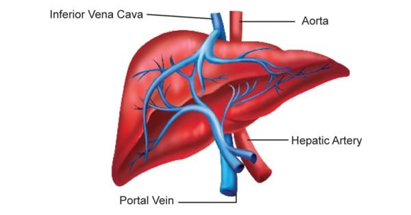 Hepatic Artery and Portal Vein - Sawan Books