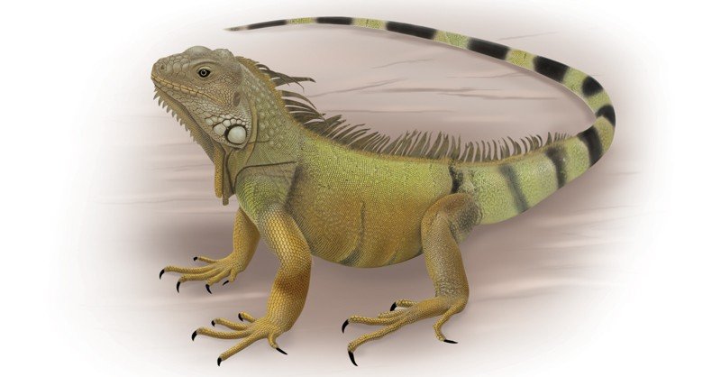 Are iguanas reptiles or hot sale amphibians