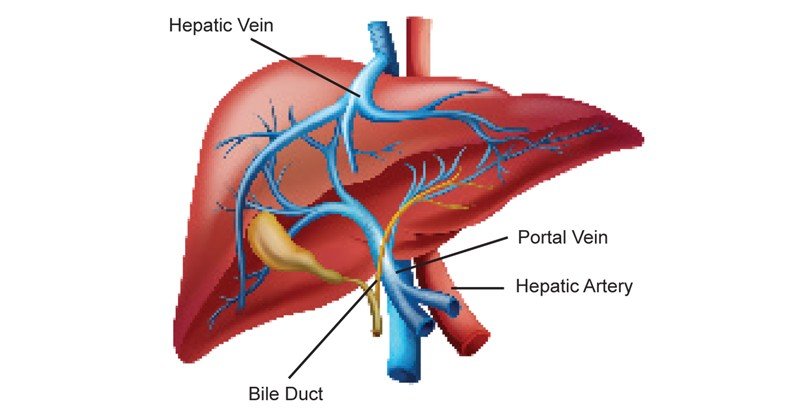 Liver Vessels - Sawan Books