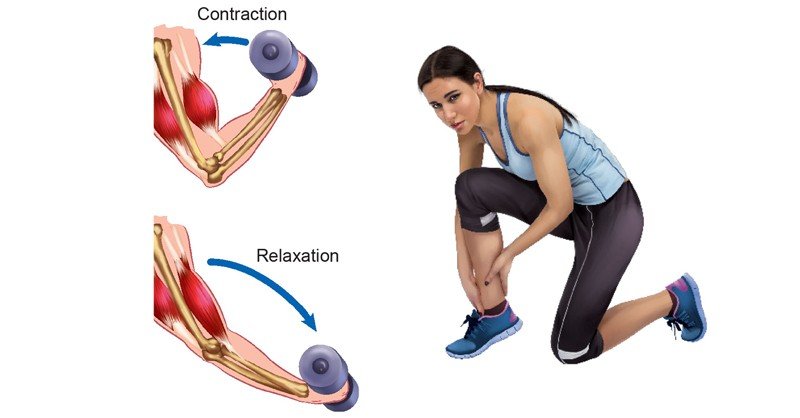 muscle-contraction-sawan-books