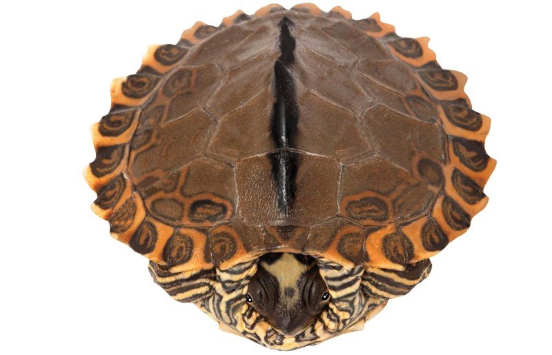 Pearl River Map Turtle - Sawan Books