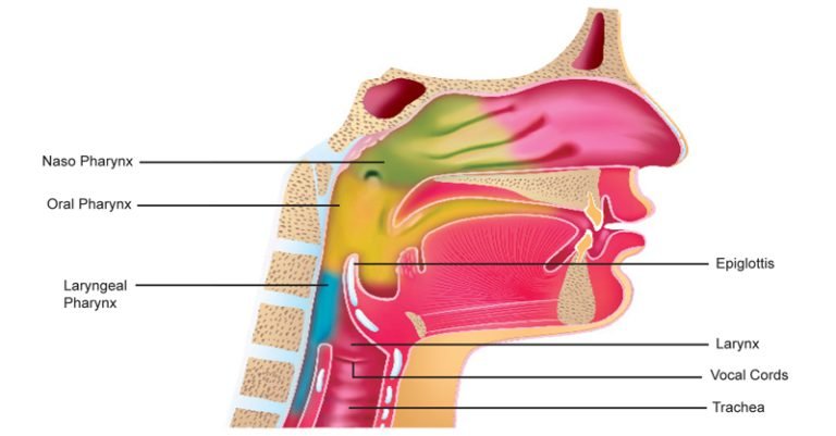 Pharynx, Larynx, Epiglottis, Vocal Cords and Trachea - Sawan Books