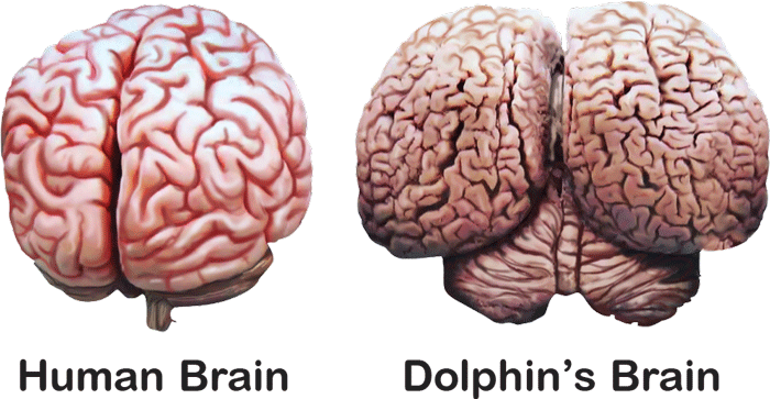 Why is the brain of the dolphin bigger than ours? - Sawan Books