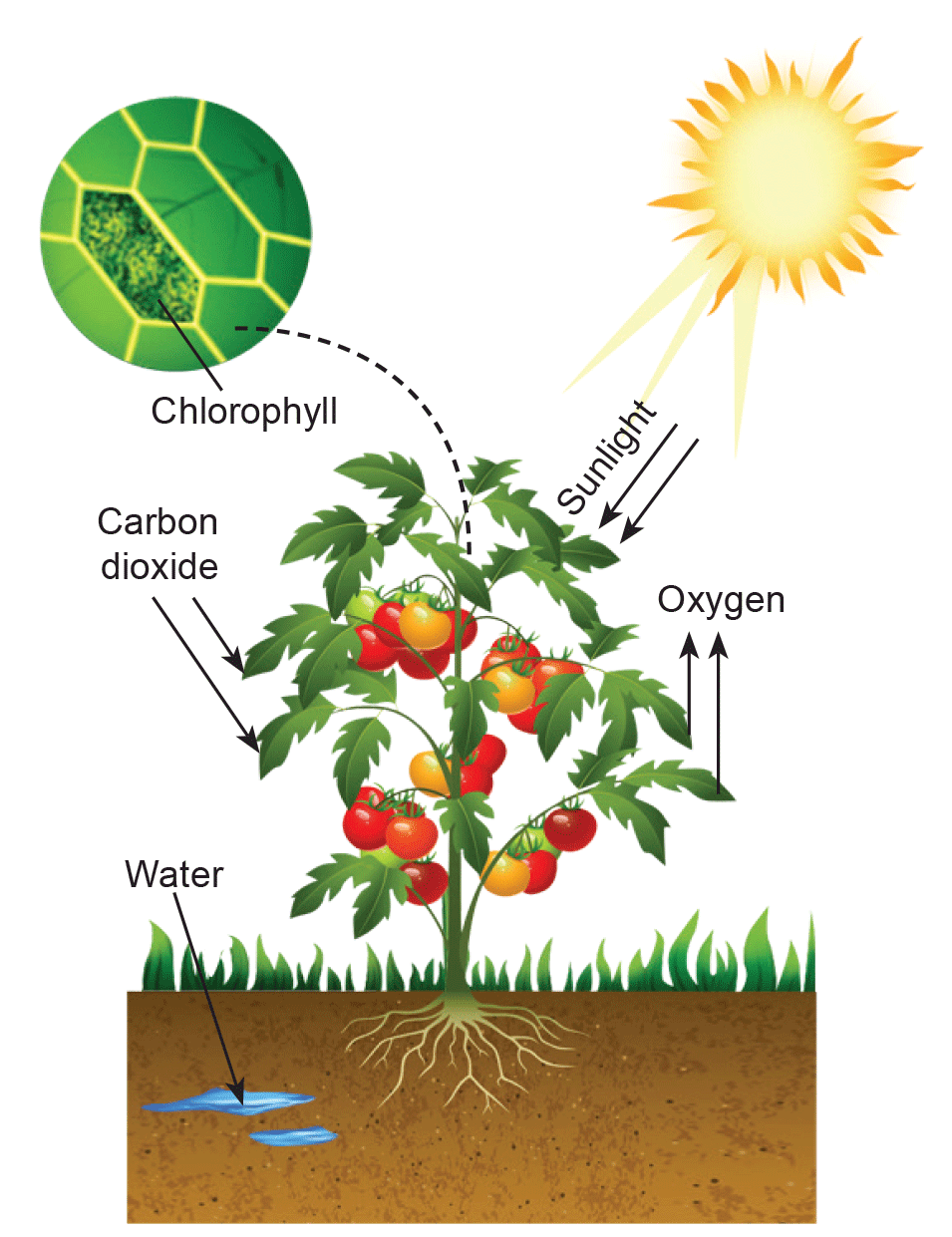 What Are Plants Called Producers at Dawn Fisher blog