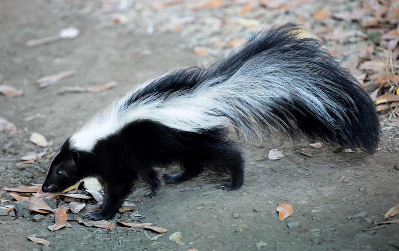 Why Do Skunks Smell Bad? - Sawan Books