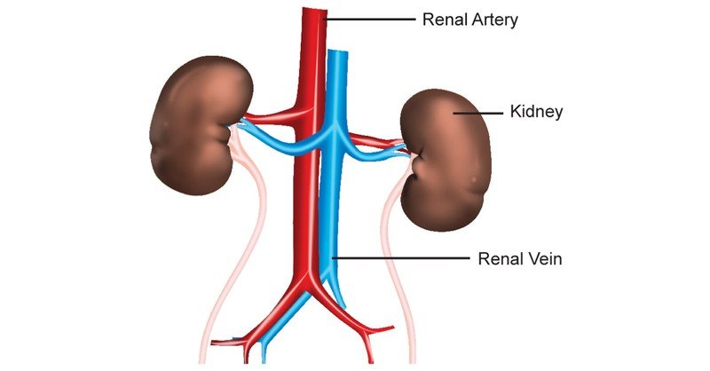 Renal Blood Vessels - Sawan Books