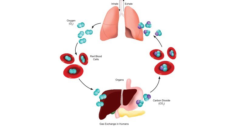 Respiration Process - Sawan Books