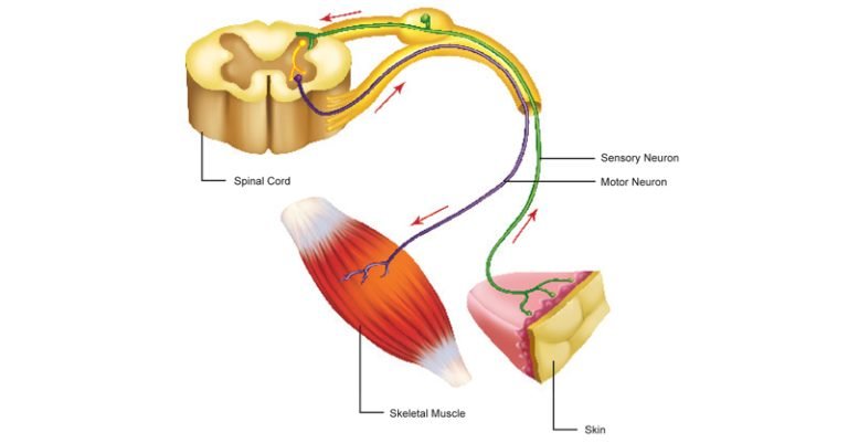 Somatic Nervous System - Sawan Books