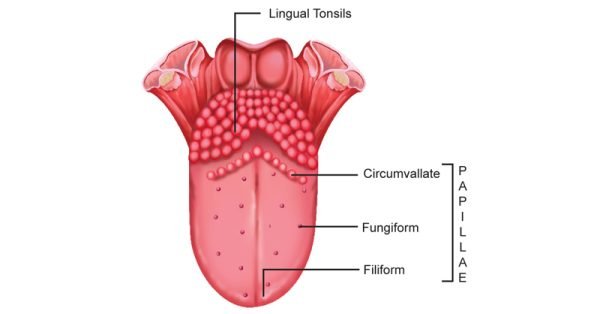 Tongue and Papillae - Sawan Books